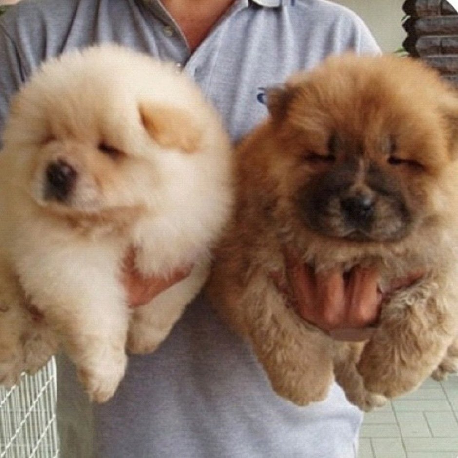 Крупная собака медвежьего типа