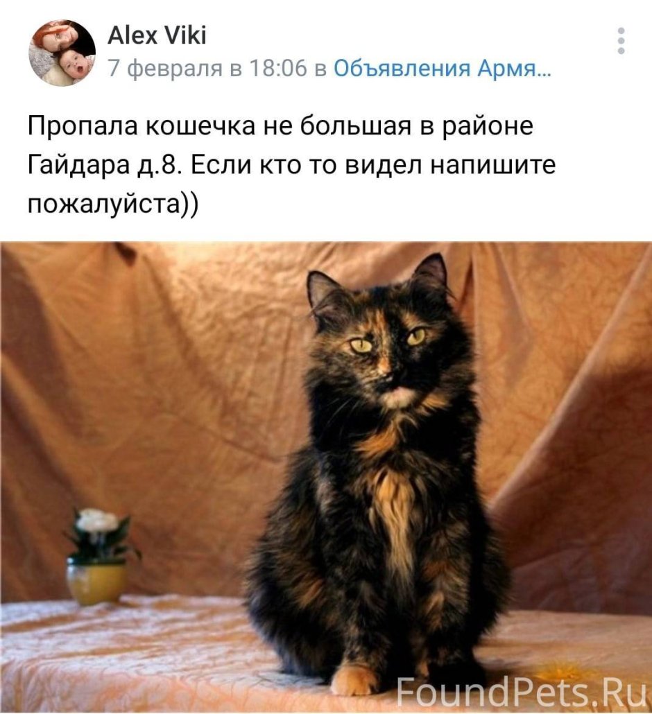Сибирская кошка черепаховый окрас