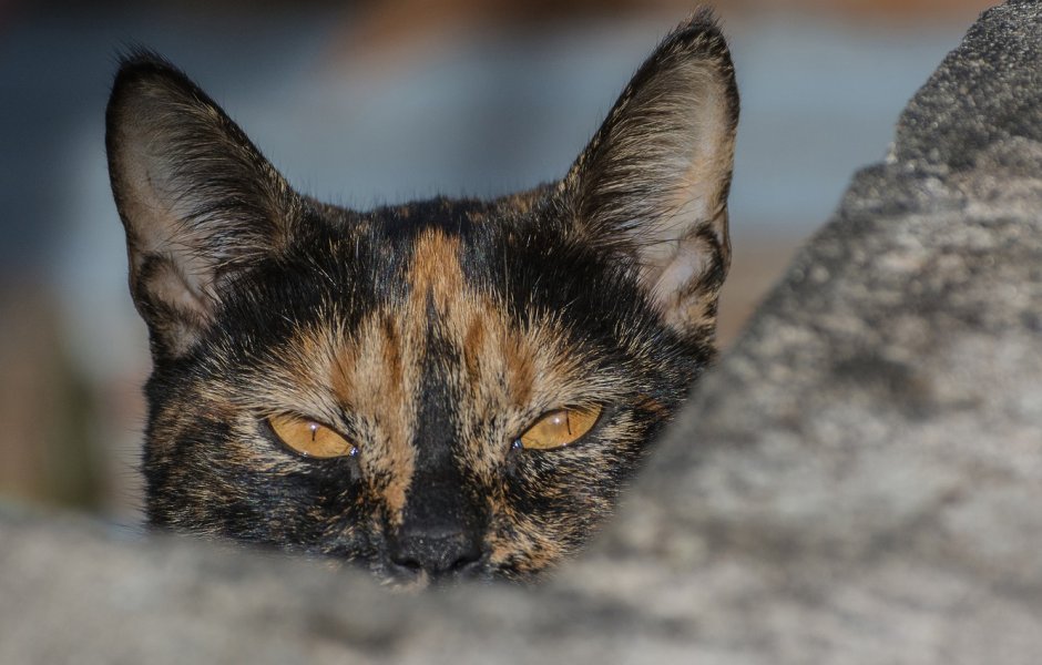 Кошка черепаховая морда
