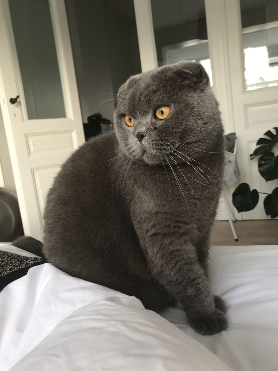 Котики вислоухие