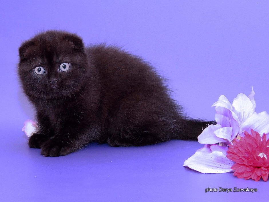 Шотландский вислоухий кот черный