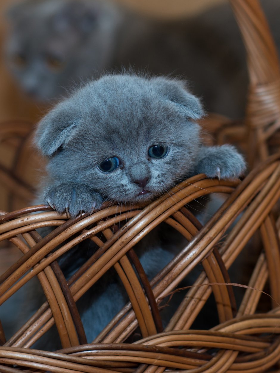 Британский вислоухий кот черный