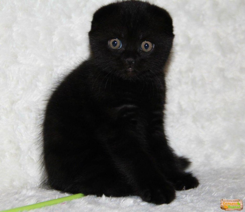 Шотландская вислоухая кошка