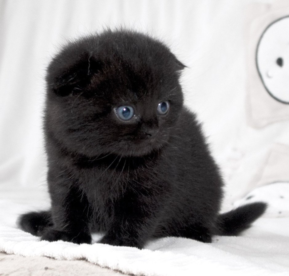 Сибирский вислоухий кот черный