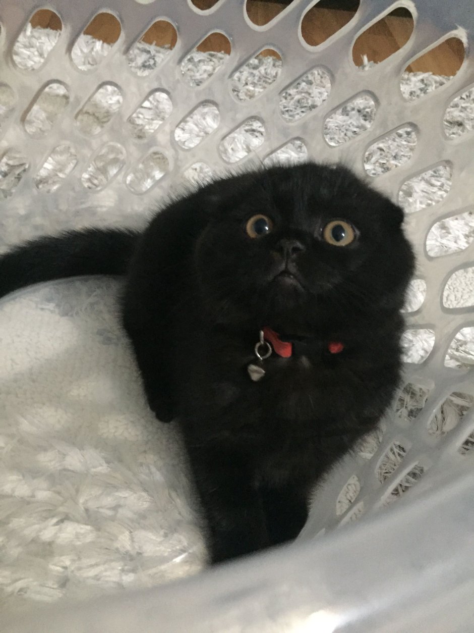 Шотландская вислоухая кошка черная