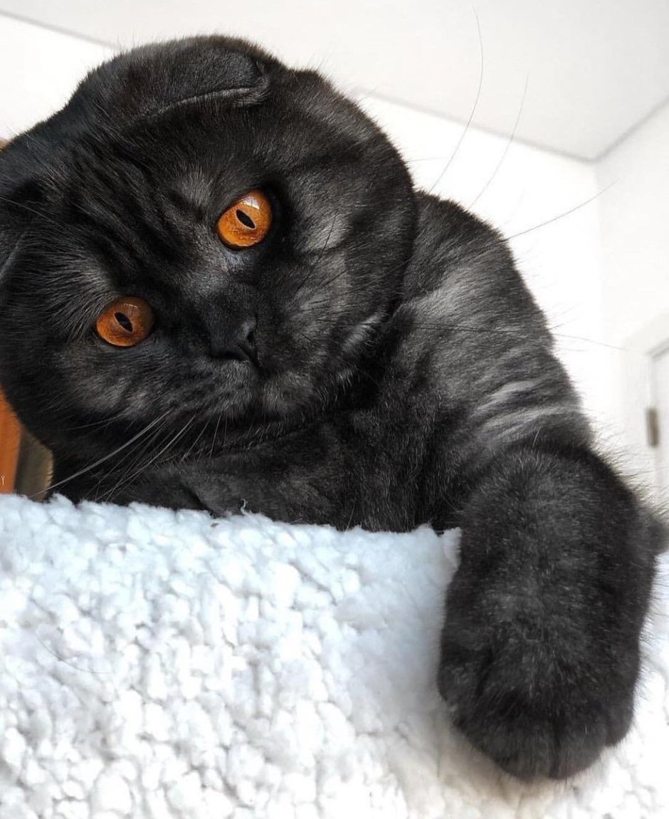 Розы и котенок