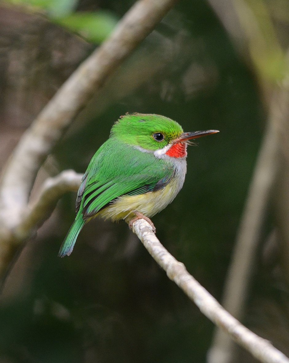 Cinnyris pulchella