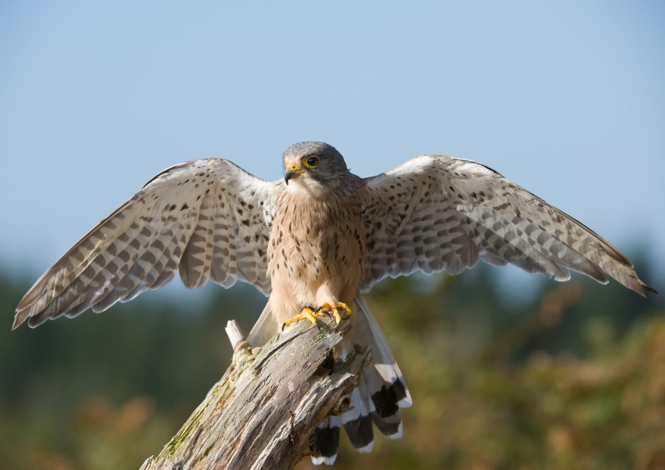 Кречет Falco rusticolus