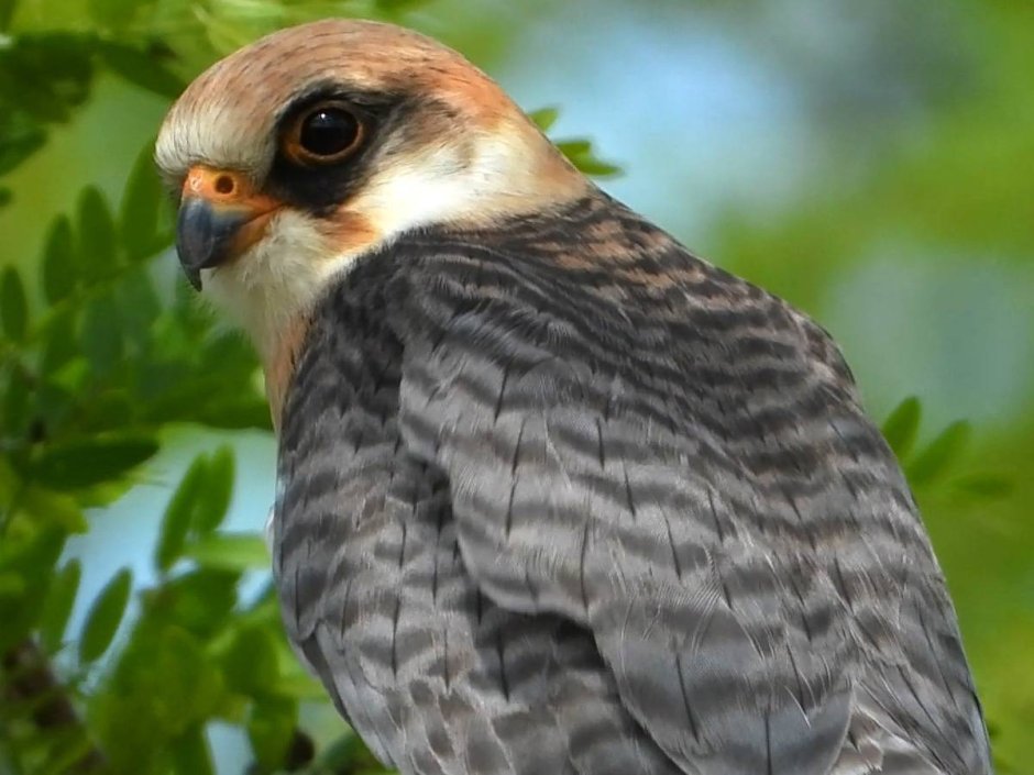 Кречет Falco rusticolus