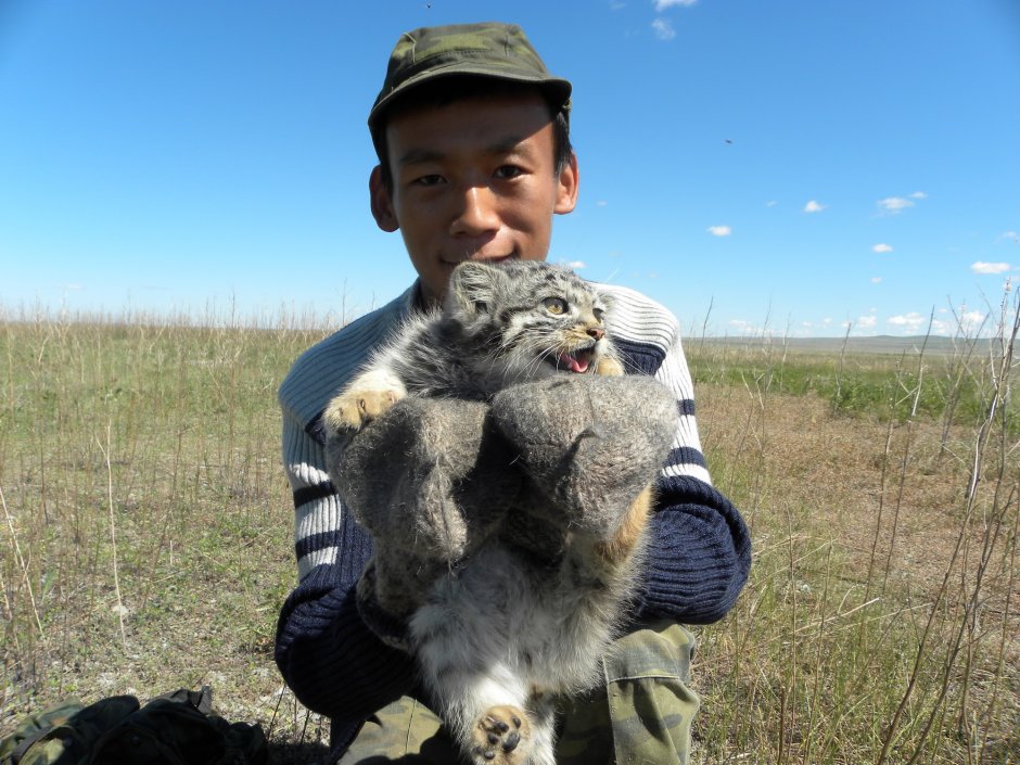 Манул на руках