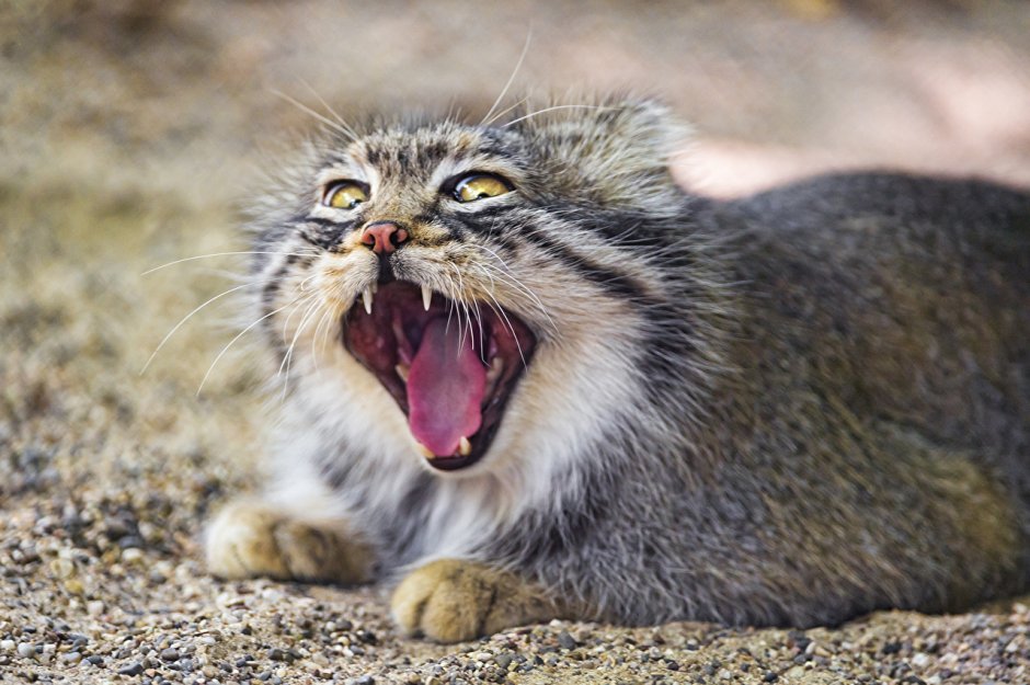 Кошка монгольская