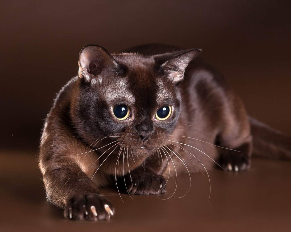 Бурманская порода кошек