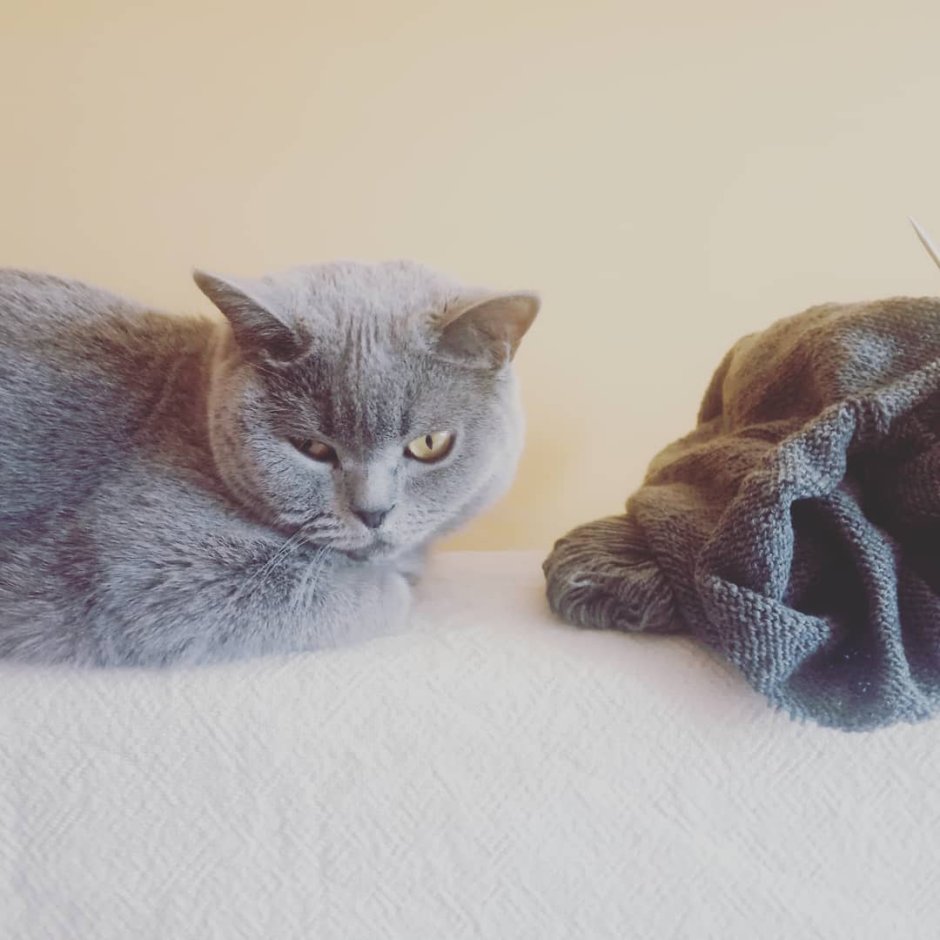 Кошки кашемир фото