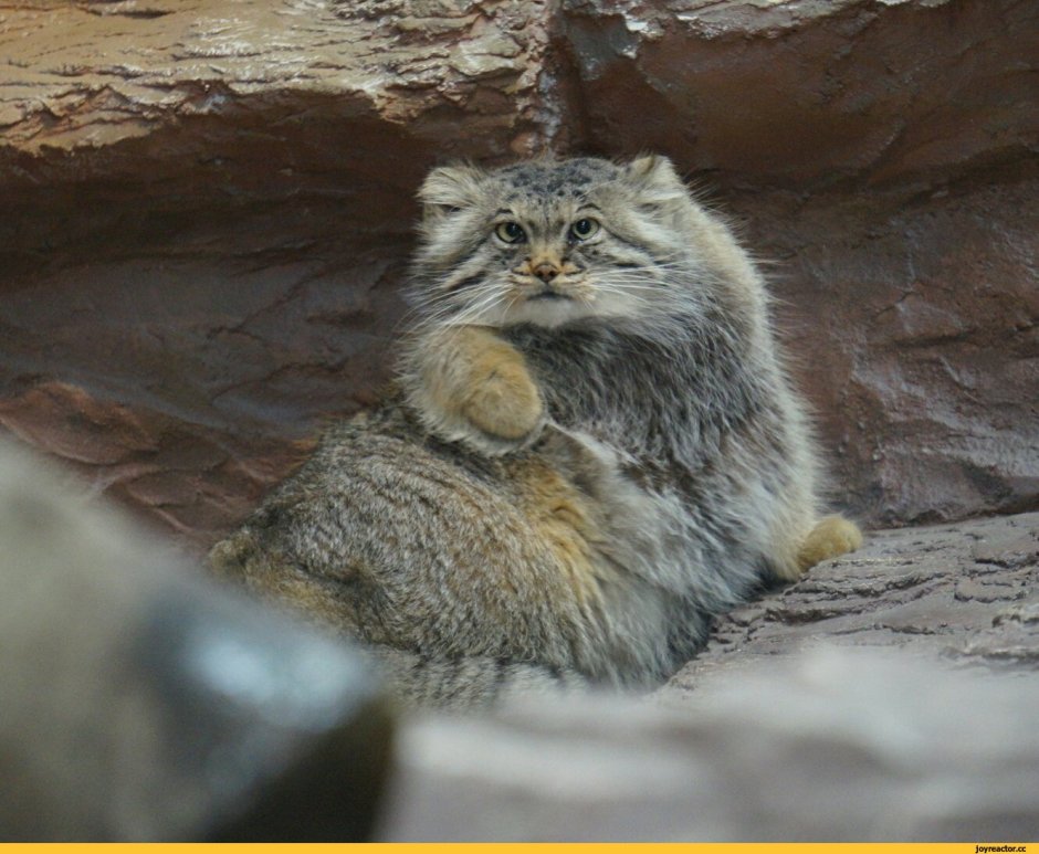 Саяно-Шушенский заповедник Манул