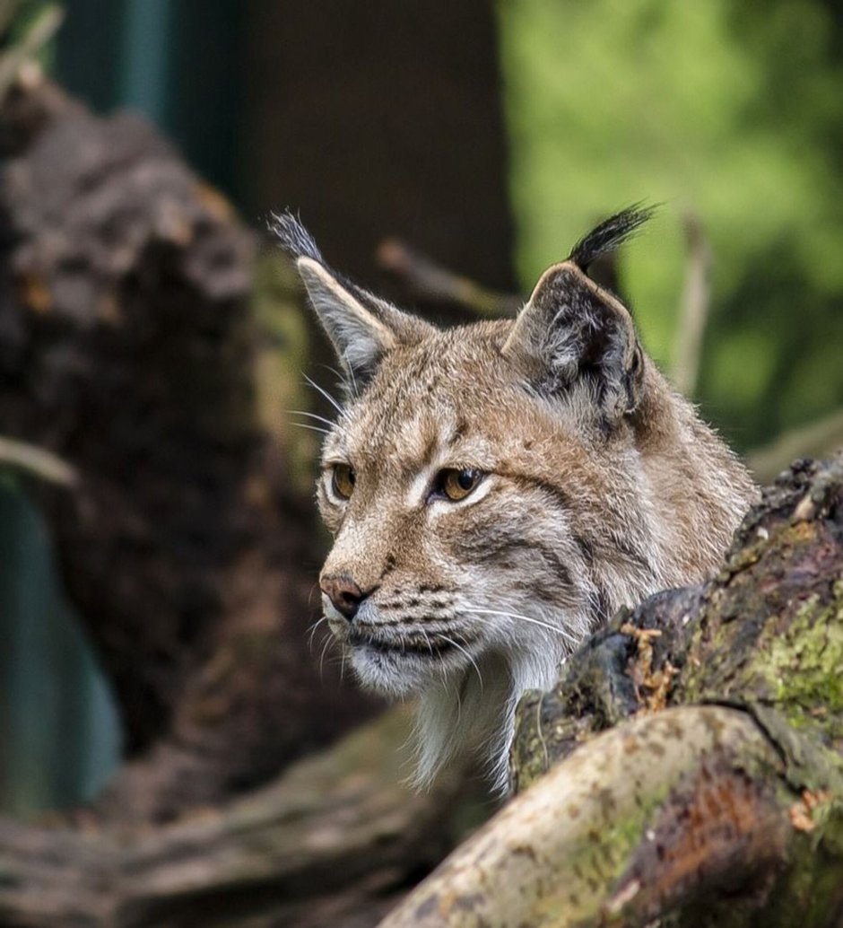 Монголия животный мир