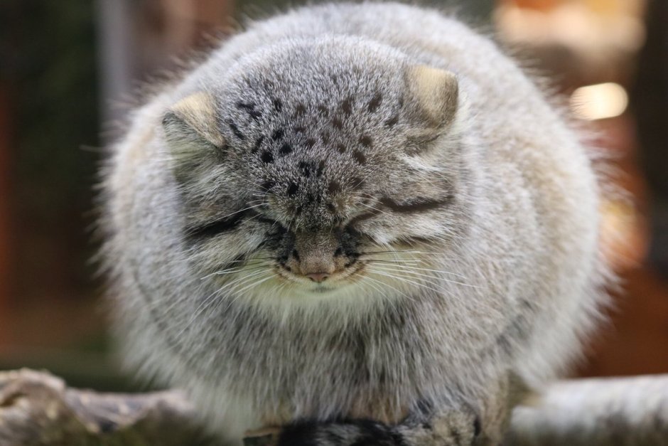 Сибирский Манул