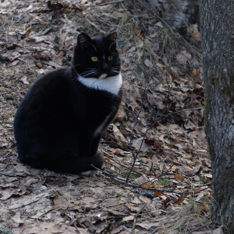 Коты в Монголии