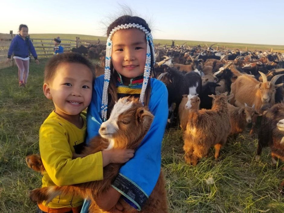 Кашмирские козы Монголия