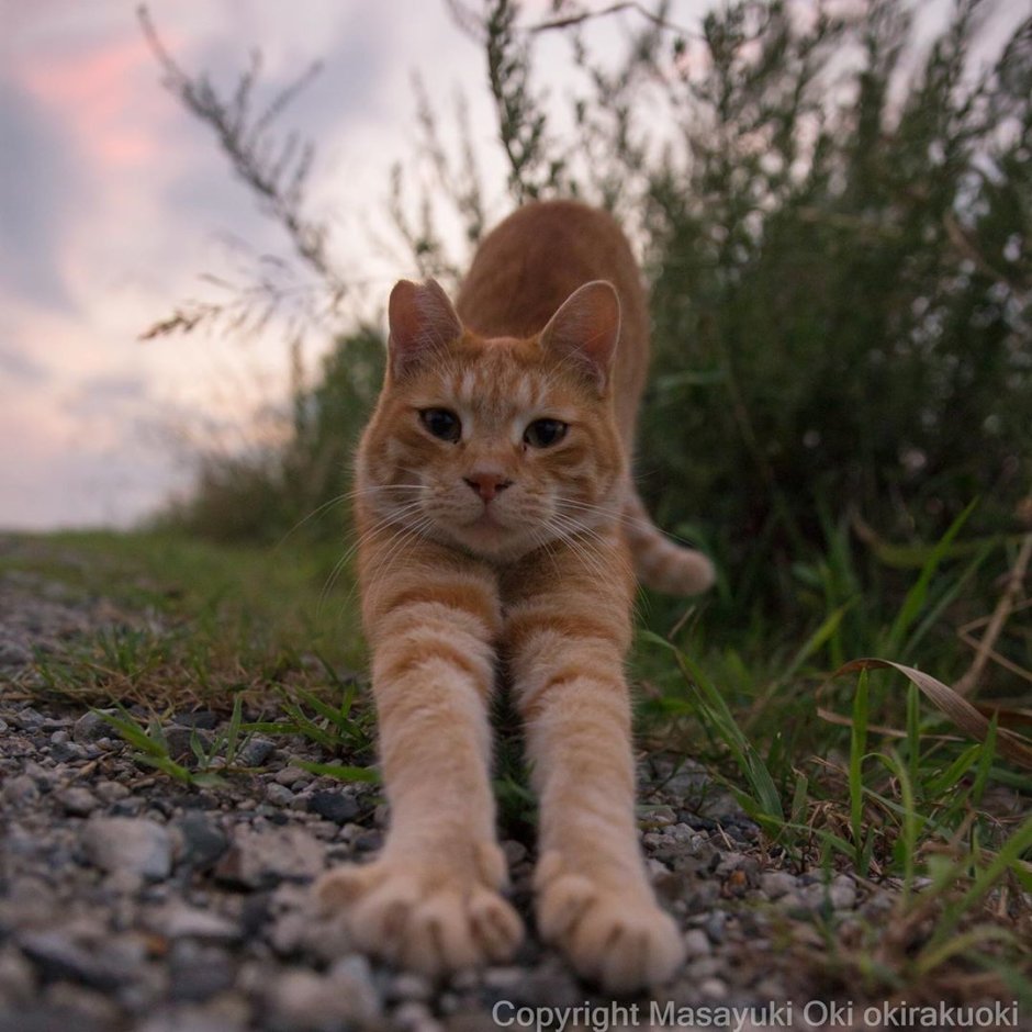 Рысь Дальневосточная