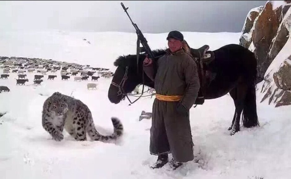 Бенгальский снежный Линкс