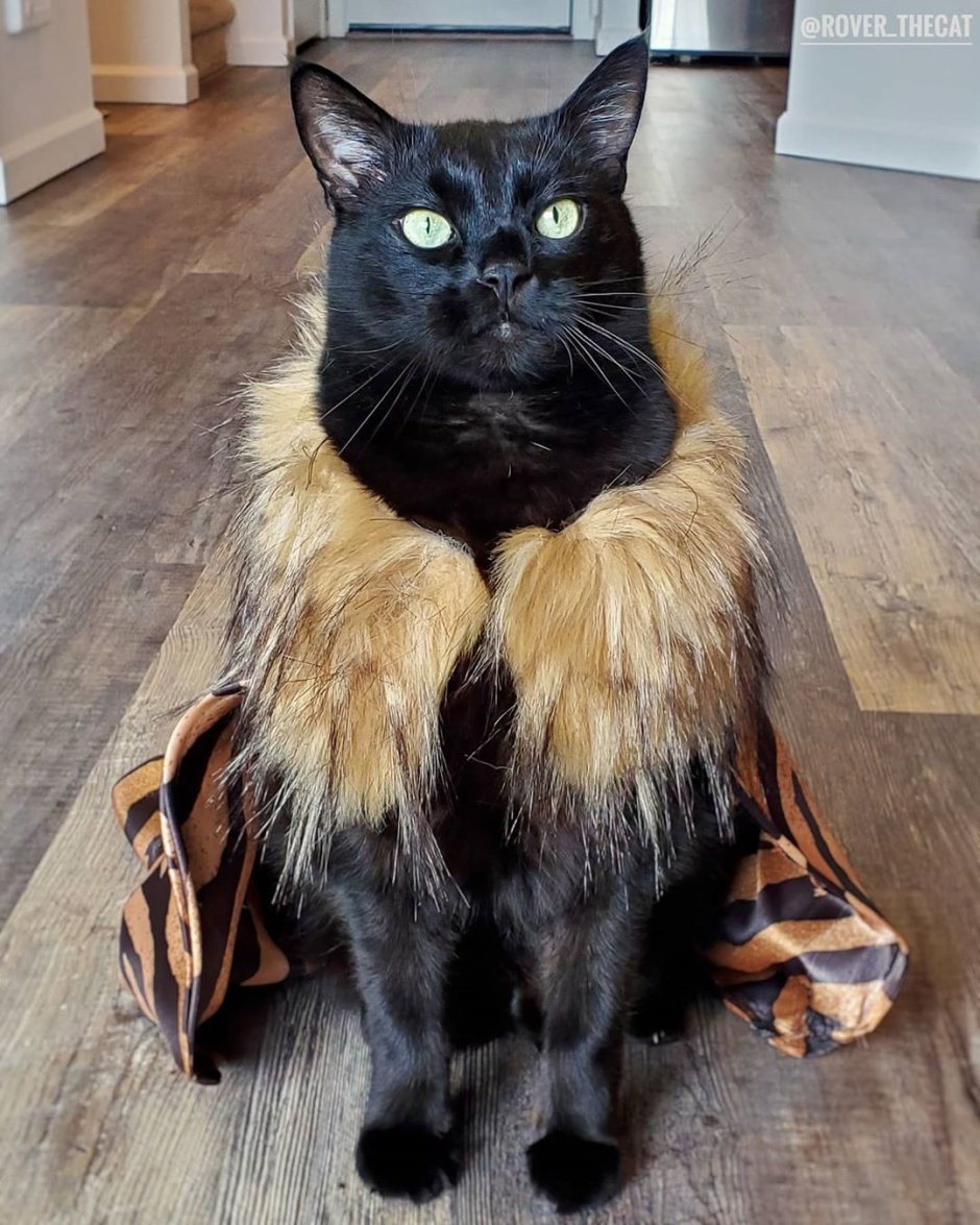 Оцелот Манул каракал сервал