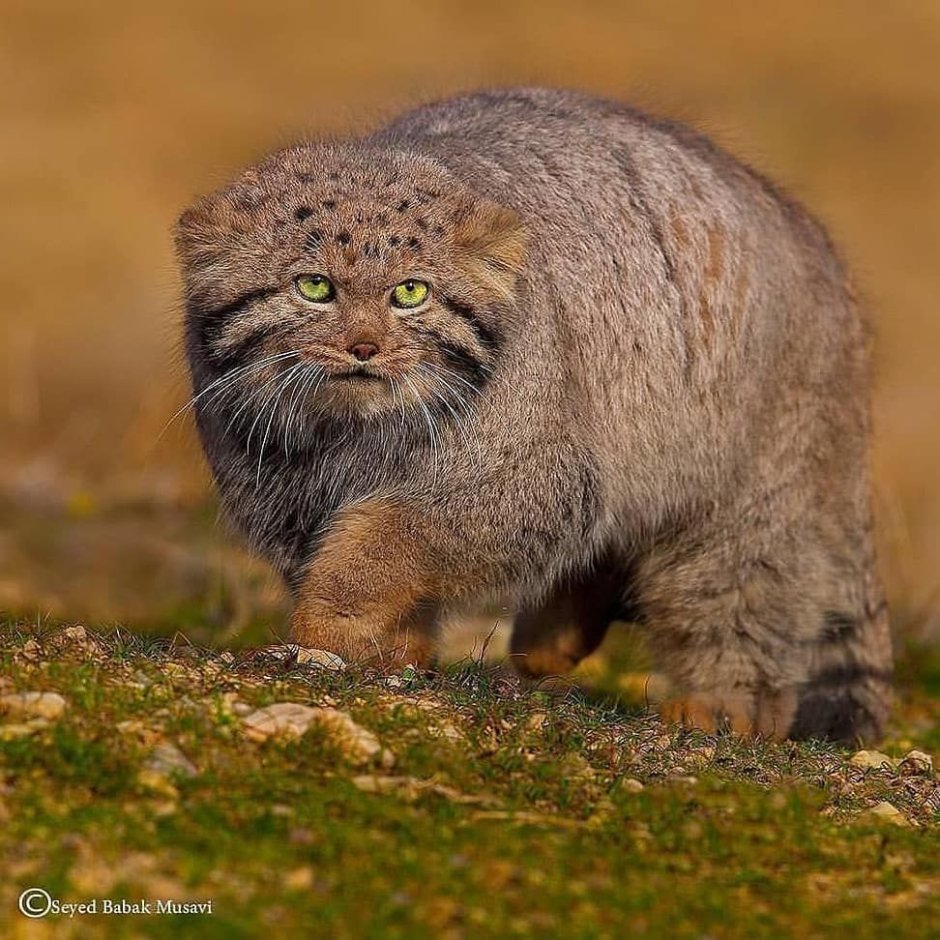 Степная кошка Манул