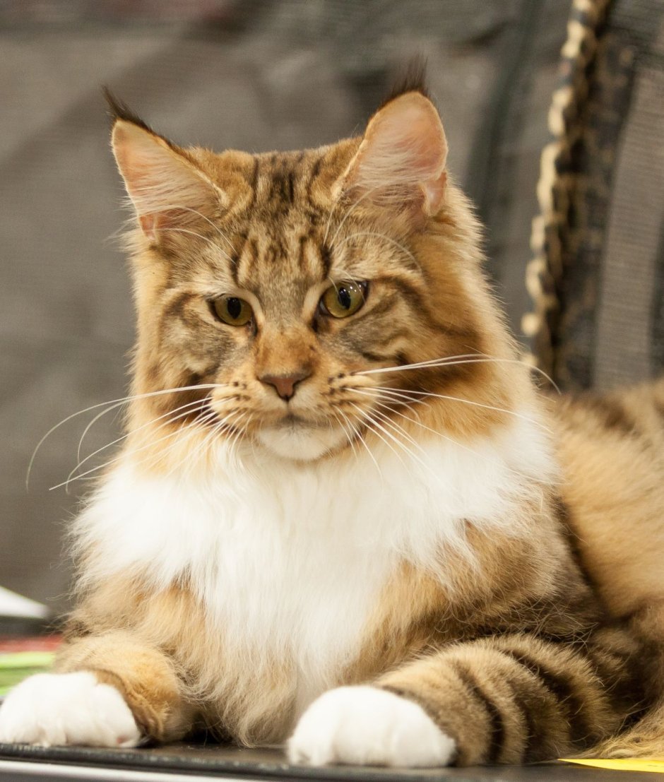 Породы кошек котята монгольский