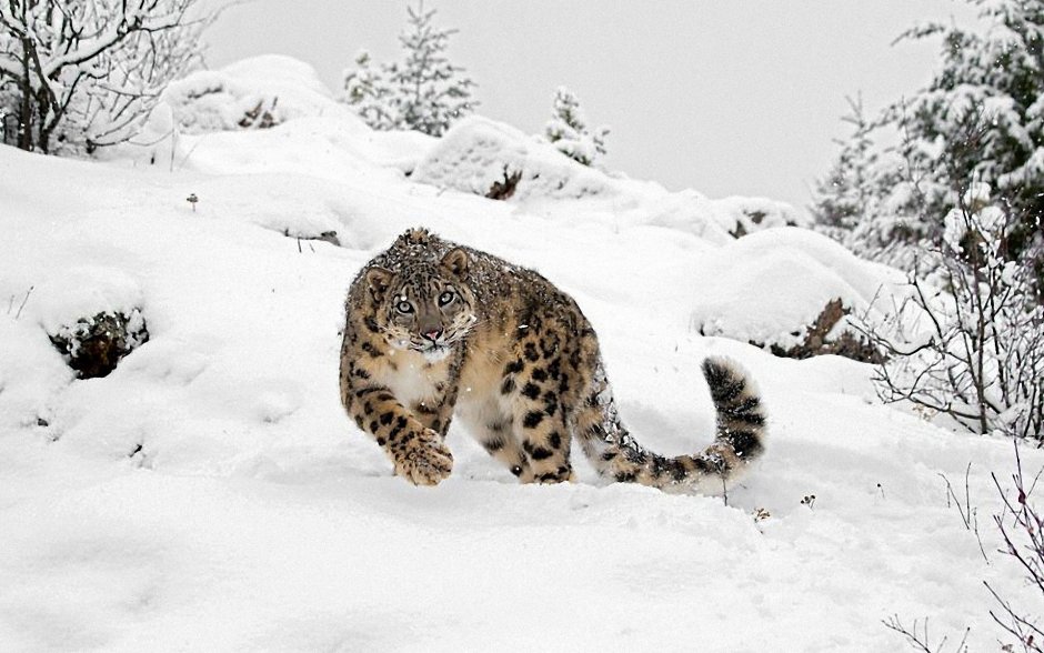 Снежный Барс Тянь Шань