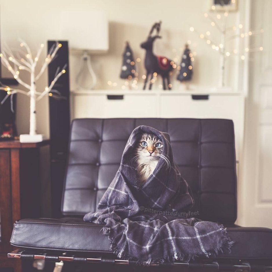 Тибетская порода кошек