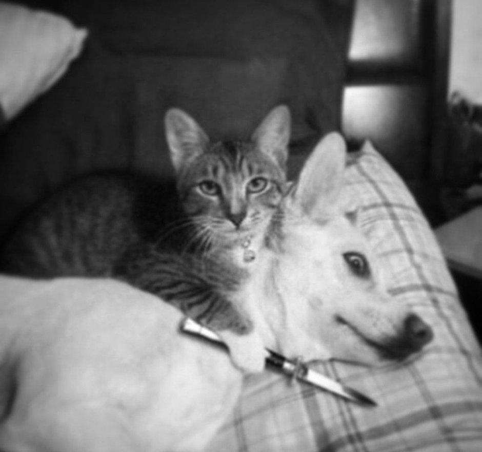 Кот в горах