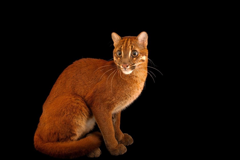Золотая кошка Caracal aurata