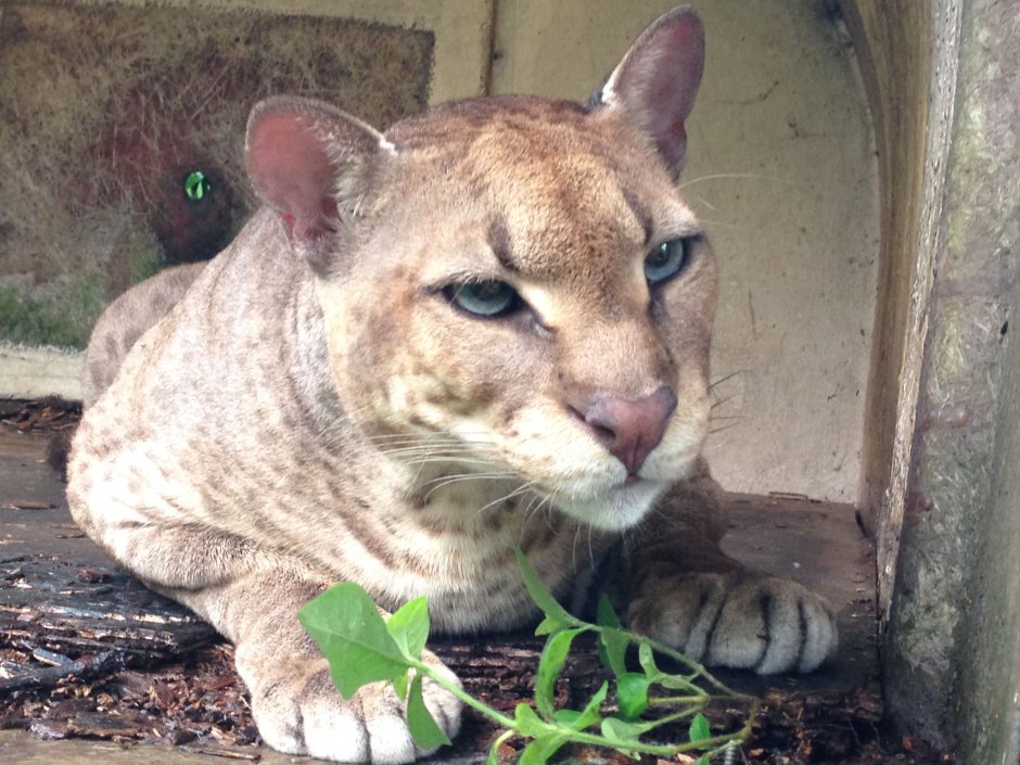 Золотая кошка Caracal aurata