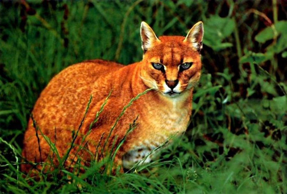 Золотая кошка (profelis aurata)