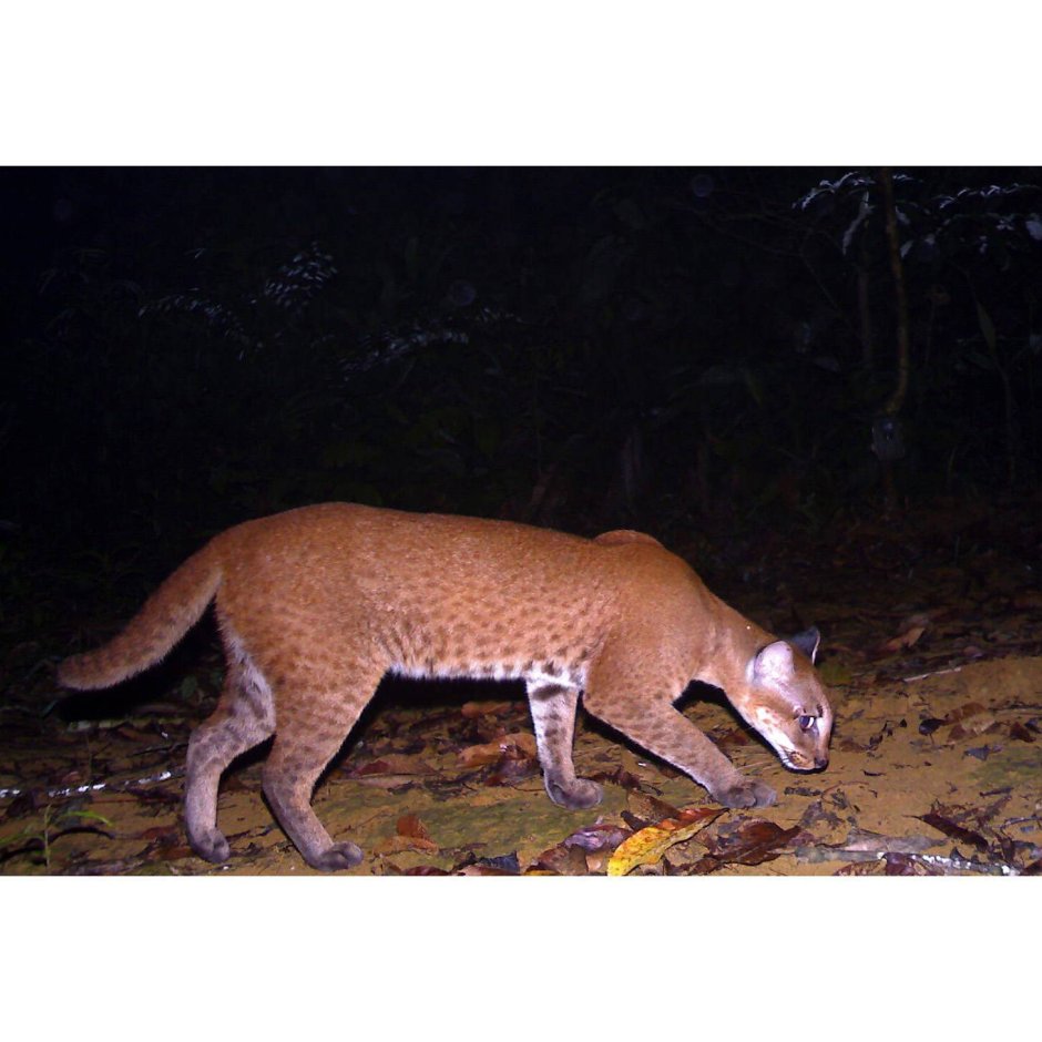 Африканская Золотая кошка (Caracal aurata)