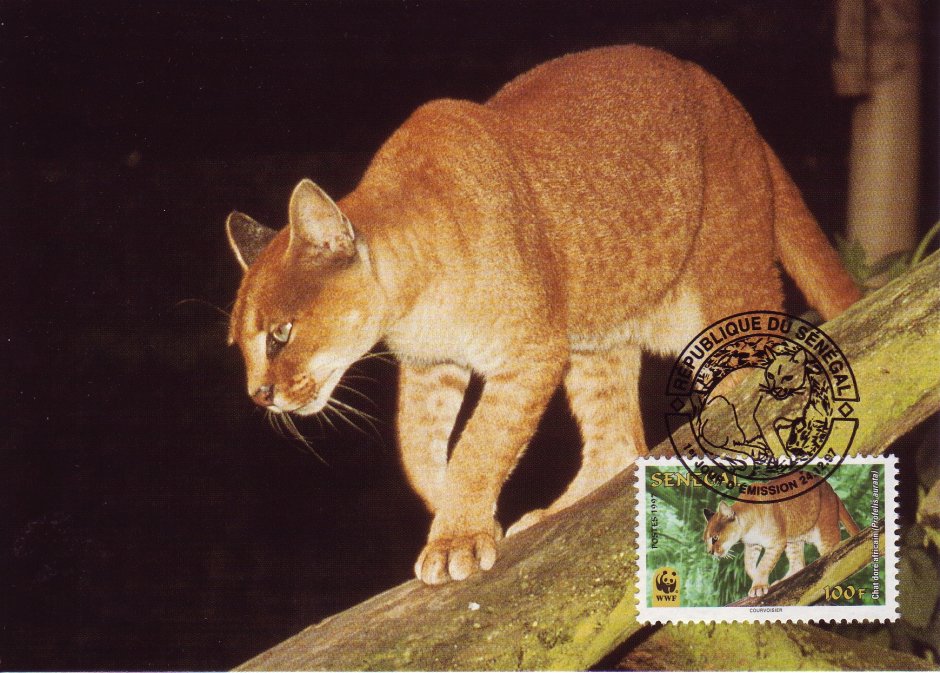 Золотая кошка (profelis aurata)