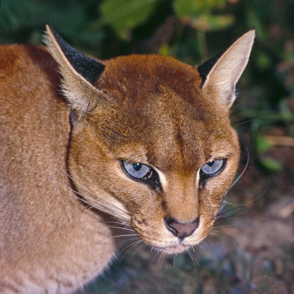 Золотая кошка (profelis aurata)