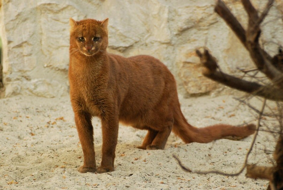 Золотые кошки (profelis)