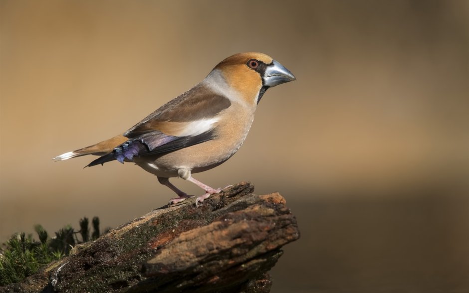 Loxops caeruleirostris