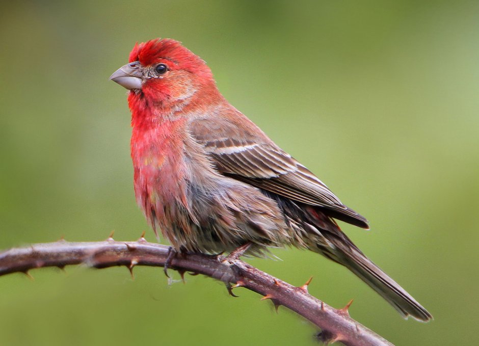 Finch птица