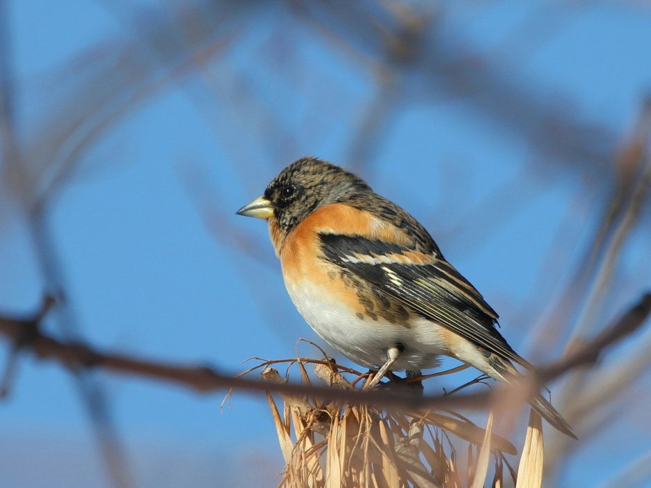 Finch птица