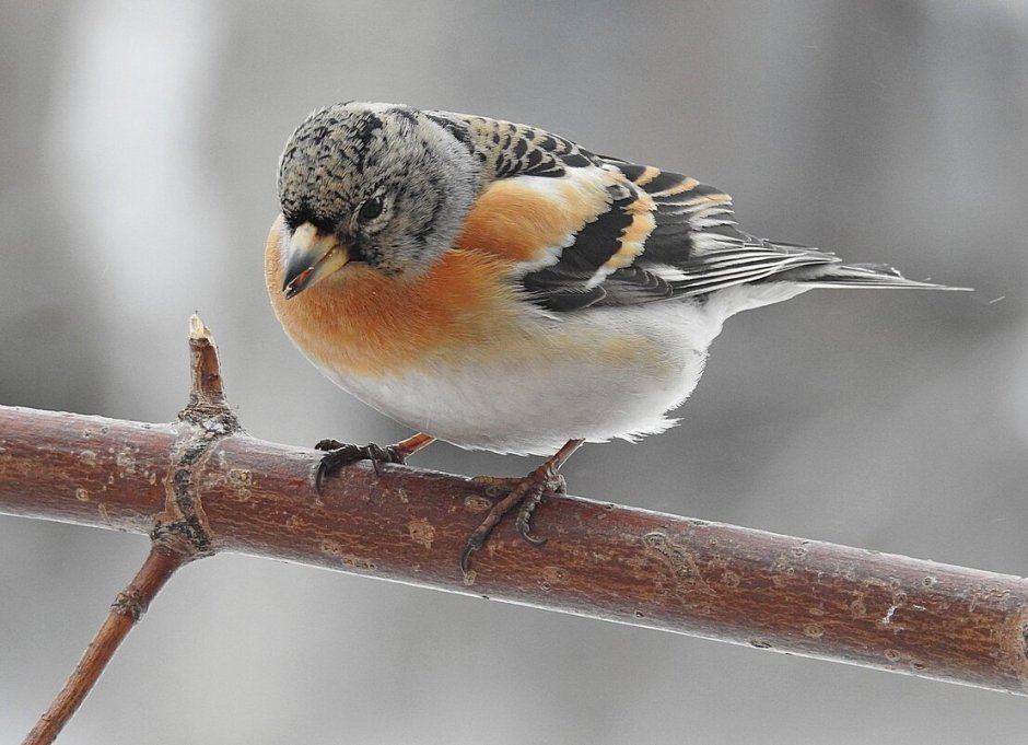 Fringilla montifringilla