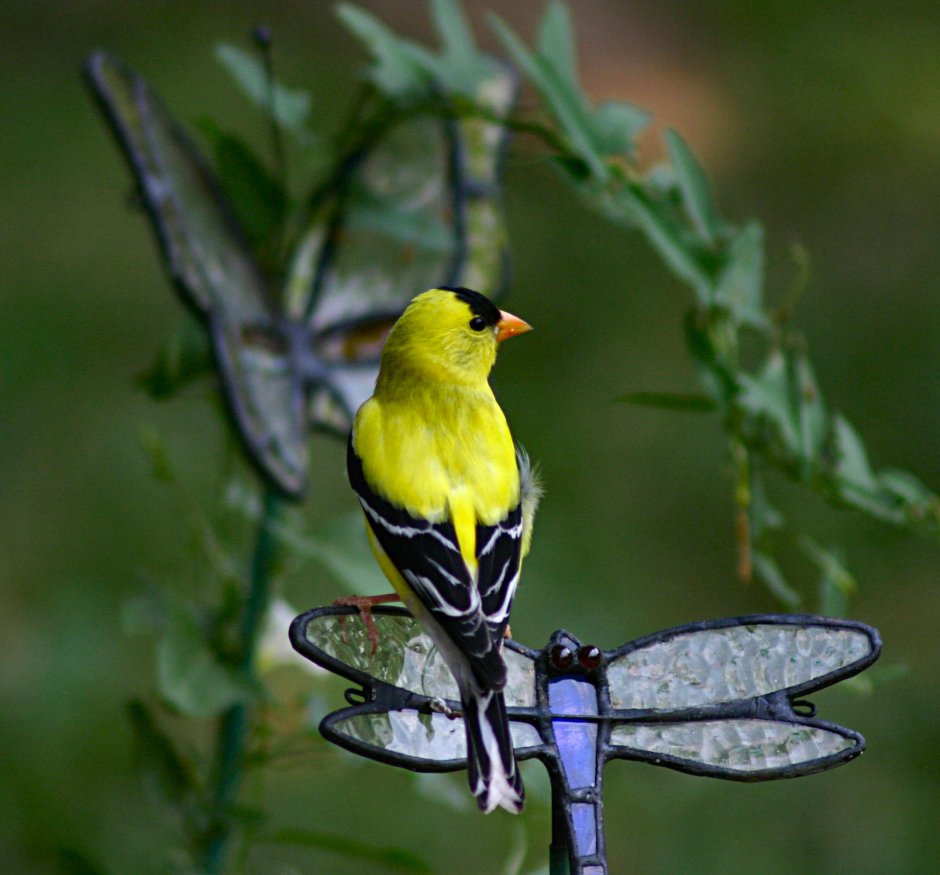 Carpodacus trifasciatus