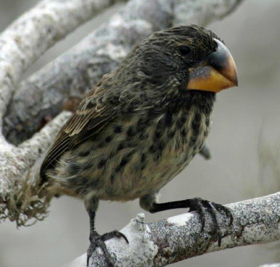 Зеленушка (Chloris Chloris)