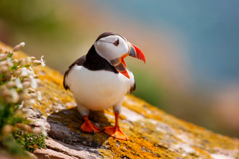 Puffins птица тупик