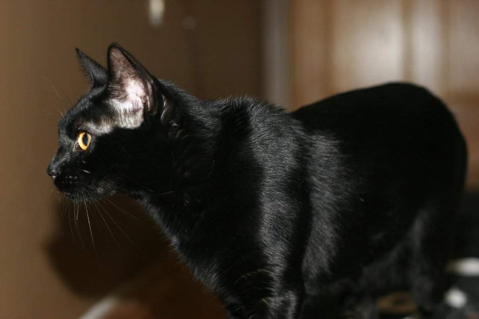 Чаузи кошка черная