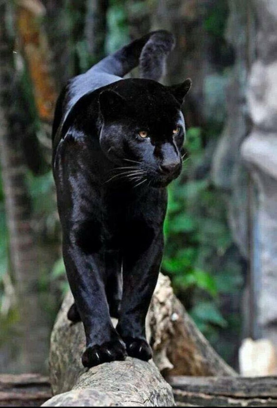 Черная пантера кошка