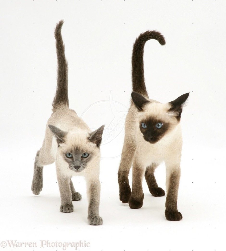 Тайская кошка и Сиамская кошка отличия