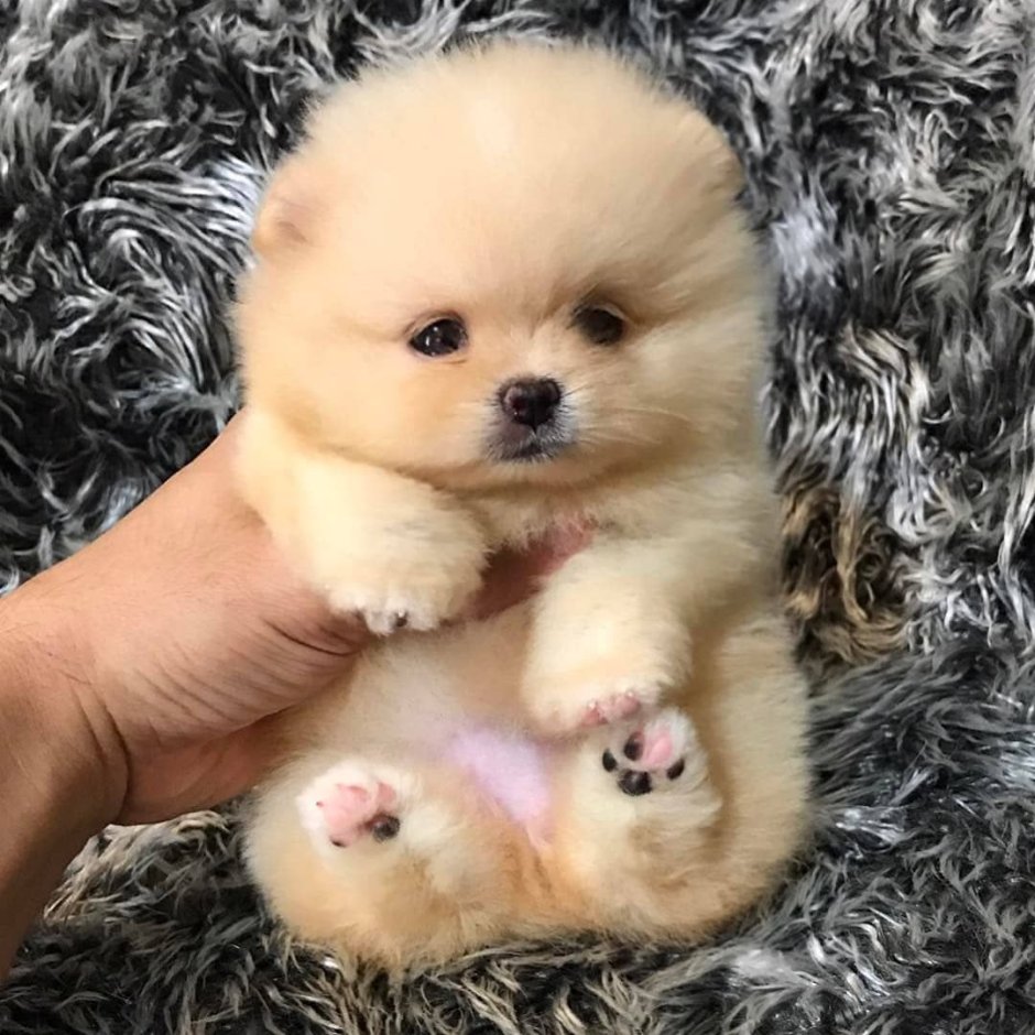 Померанский шпиц jiffpom