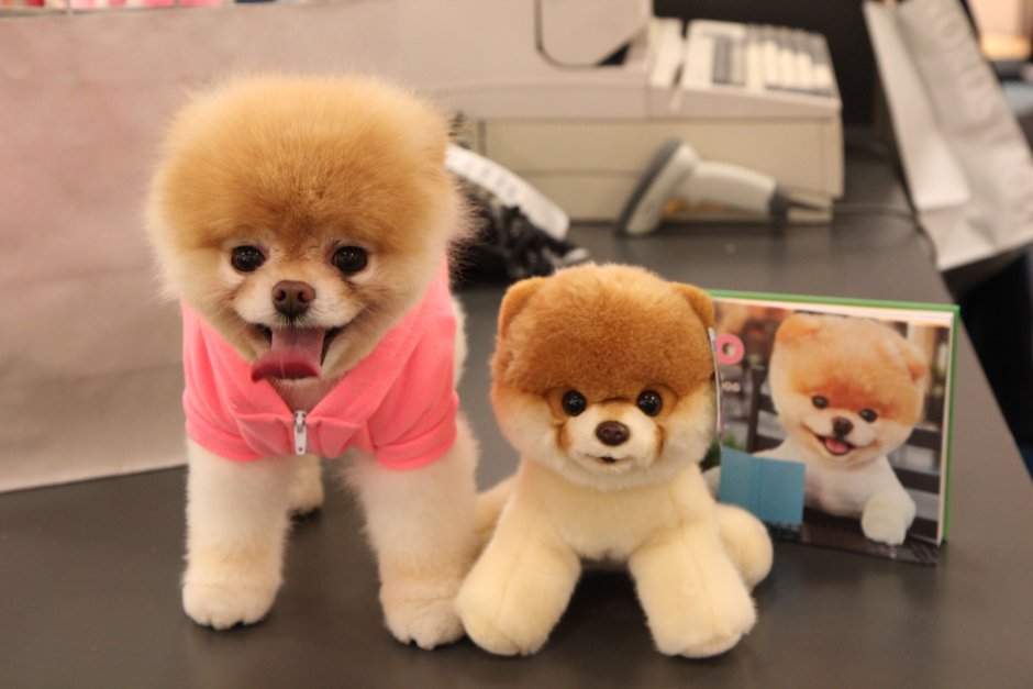 Померанский шпиц jiffpom белый