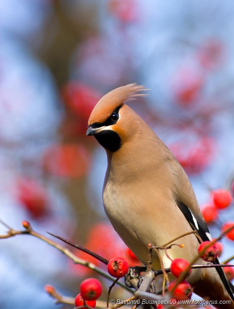 Цветовая палитра Лесные птицы